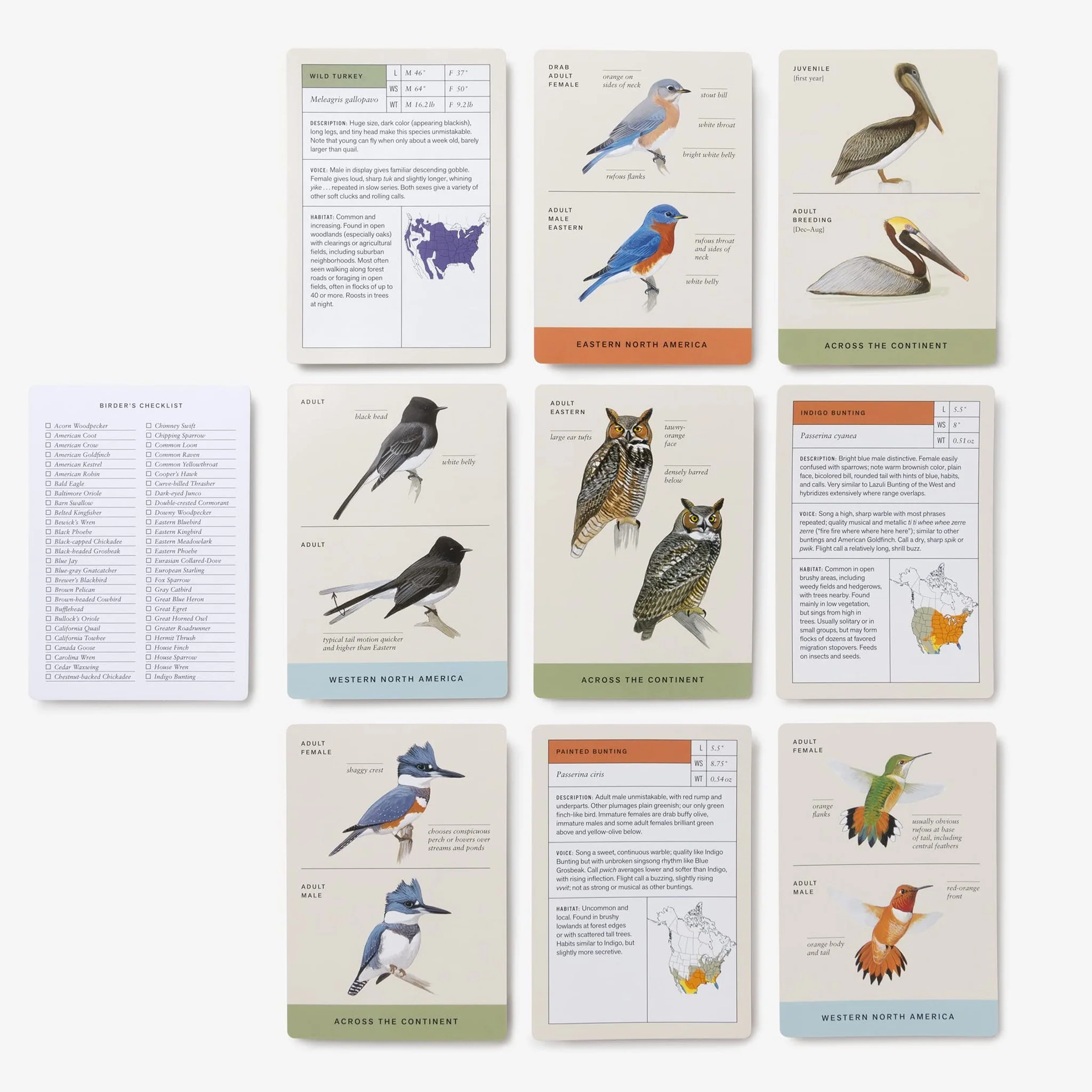 Sibley Backyard Birding Flashcards - Image 3