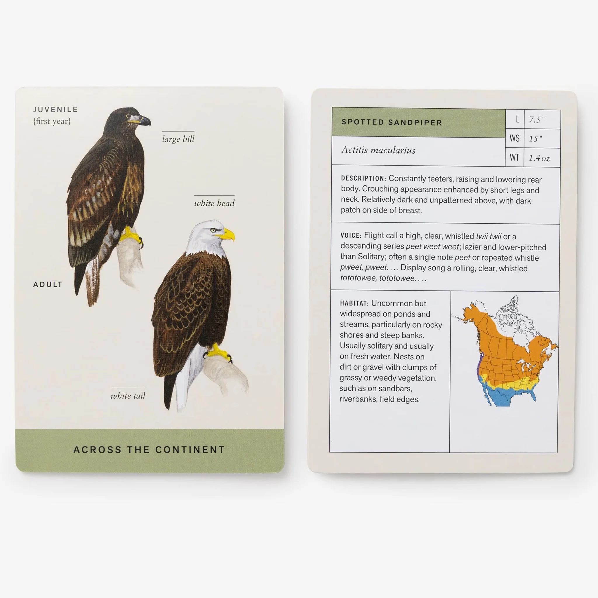 Sibley Backyard Birding Flashcards - Image 4
