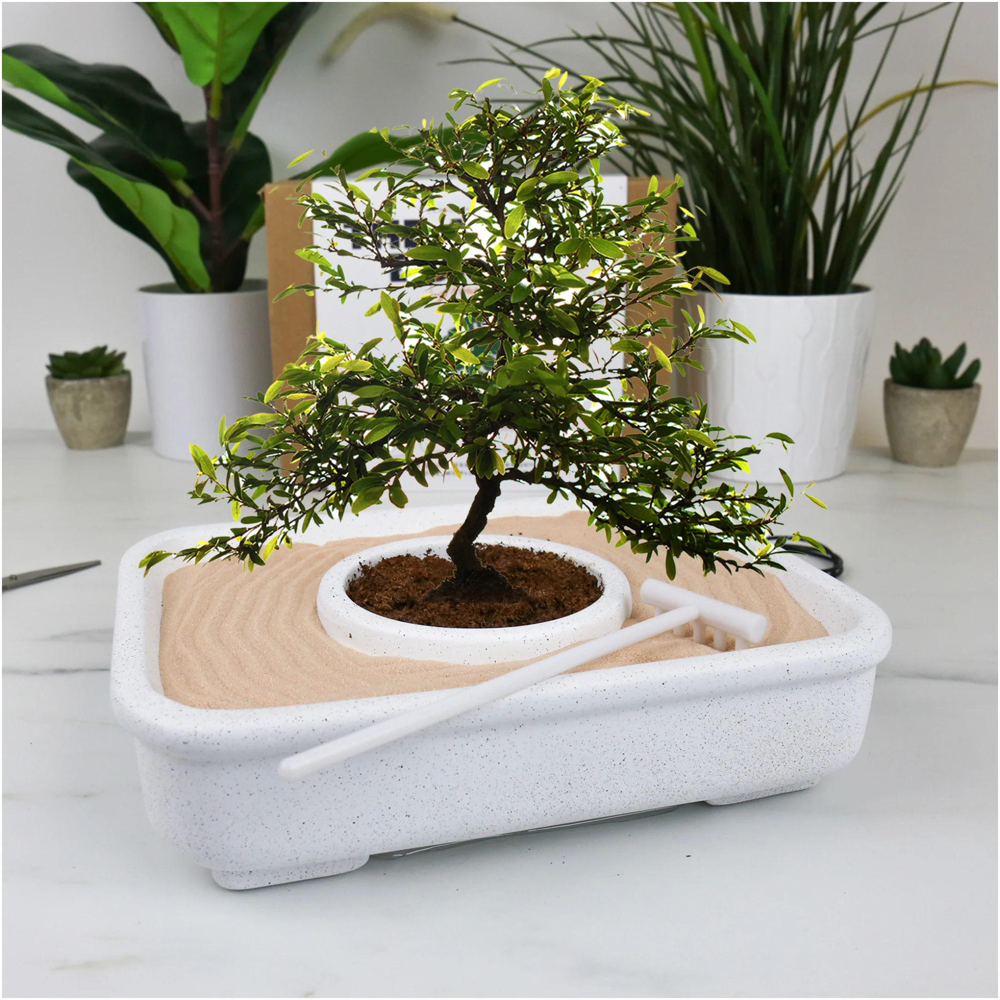 The Art Of Bonsai - Image 2