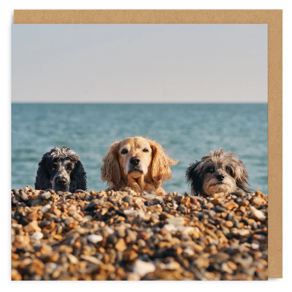 Three Beach Dogs Square Card